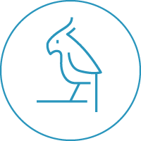 鳥